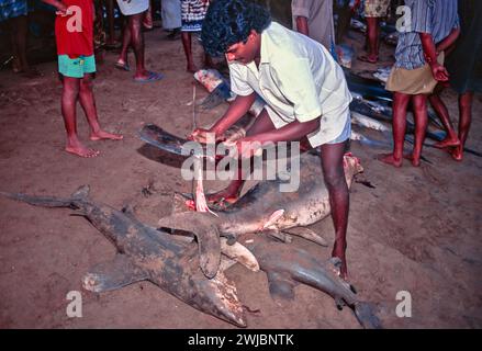Fishermens Market early morning on the beach Sri Lanka man removing fins from a shark Stock Photo