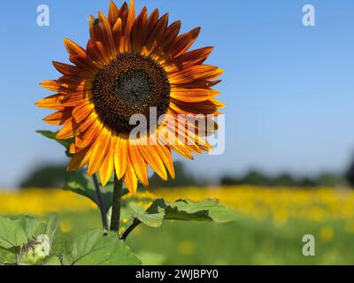 Sunflower in a field on a blue sky background with orange petals and dark center. Stock Photo