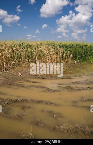 Zea mays - Corn field flooded with excess rain water due to the effects of climate change. Stock Photo