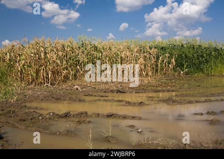 Zea mays - Corn field flooded with excess rain water due to the effects of climate change. Stock Photo