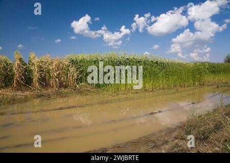 Zea mays - Corn field flooded with excess rain water due to the effects of climate change. Stock Photo