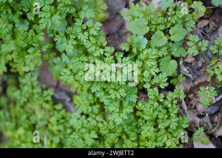 Parsley, Cow parsley, French parsley or garden chervi(Anthriscus cerefolium) Stock Photo
