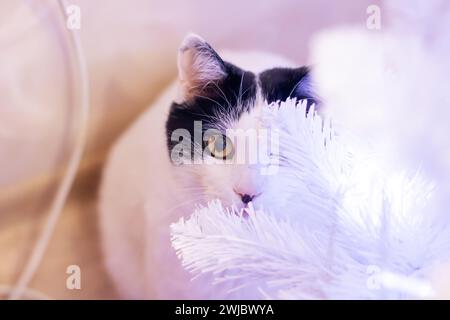 Cat among blurred white branches portrait close up Stock Photo