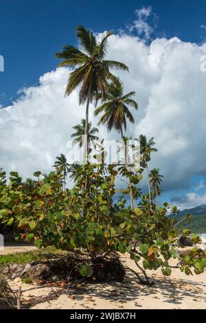 Coconut palms & a seagrape tree on Rincon Beach on the north coast of the Samana Peninsula in the  Dominican Republic. Stock Photo