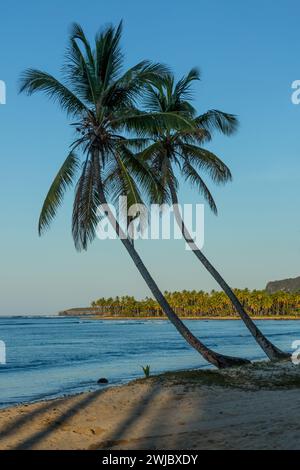 Coconut palms on the beach at Bahia de Las Galeras on the Samana Peninsula, Dominican Republic. Stock Photo