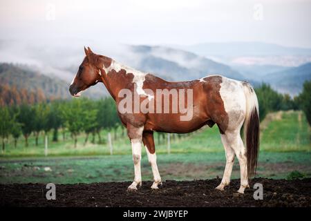 Paint horse at ranch in countryside. Rural scene with animal Stock Photo