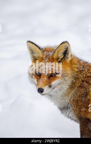 Red fox (Vulpes vulpes) close-up portrait in the snow in winter Stock Photo