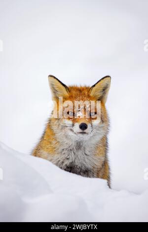 Red fox (Vulpes vulpes) portrait closeup in Algonquin Park, Canada ...