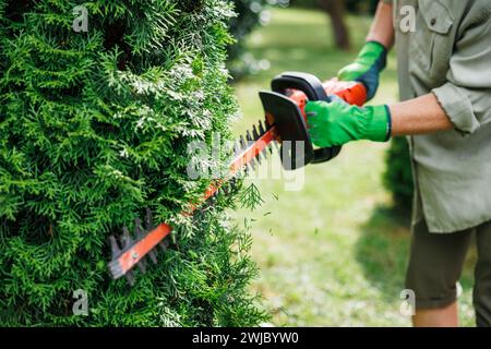 Gardener is using cordless hedge trimmer to trim overgrown thuja shrub in garden. Regular trimming of bushes at backyard Stock Photo