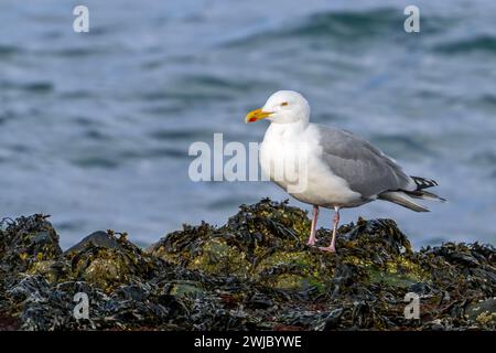 European herring gull (Larus argentatus) adult seagull resting on rocky shore covered in seaweed at low tide along the North Sea coast in winter Stock Photo