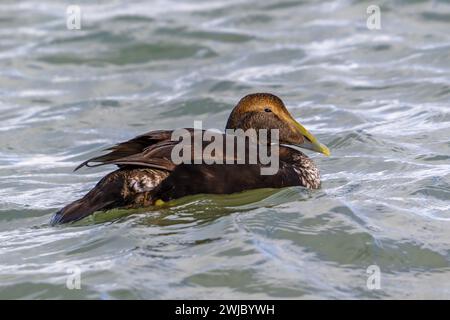 Common eider duck (Somateria mollissima) male juvenile in first winter plumage swimming along the North Sea coast in winter Stock Photo