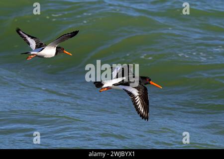 Two common pied oystercatchers / Eurasian oystercatcher (Haematopus ostralegus) flying over sea water along the North Sea coast in winter Stock Photo