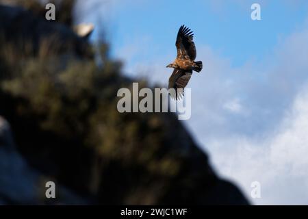 Gyps fulvus flying with outstretched wings seen from below heading behind the mountain top in the forest, Spain Stock Photo