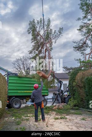 Tree climbers felling and disposing of a large pine tree in a residential area, Tutzing, Bavaria, Germany, Europe Stock Photo