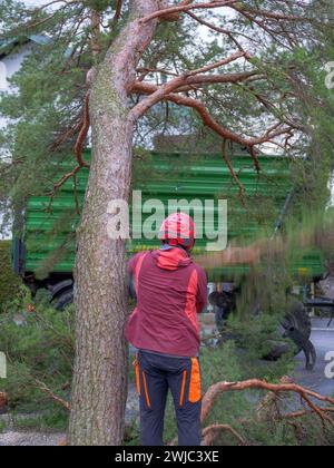 Tree climbers felling and disposing of a large pine tree in a residential area, Tutzing, Bavaria, Germany, Europe Stock Photo