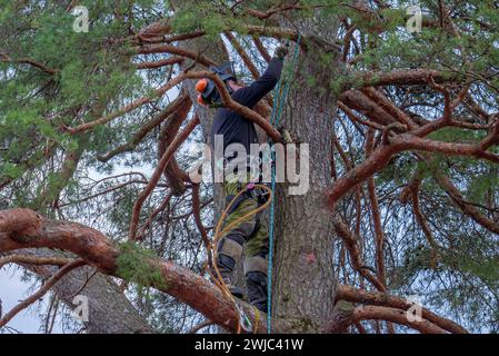 Tree climbers felling and disposing of a large pine tree in a residential area, Tutzing, Bavaria, Germany, Europe Stock Photo