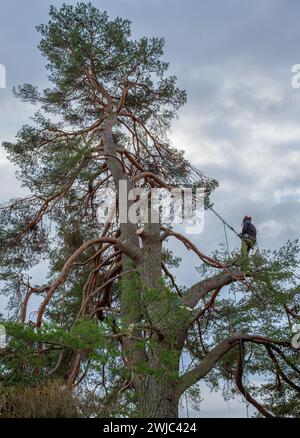 Tree climbers felling and disposing of a large pine tree in a residential area, Tutzing, Bavaria, Germany, Europe Stock Photo