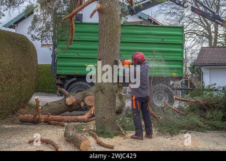 Tree climbers felling and disposing of a large pine tree in a residential area, Tutzing, Bavaria, Germany, Europe Stock Photo