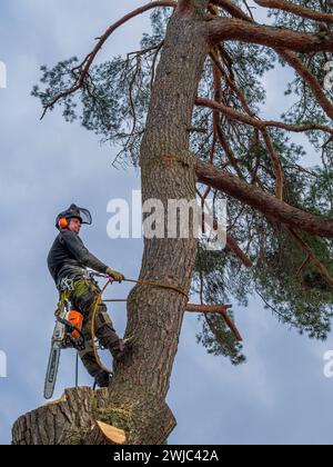 Tree climbers felling and disposing of a large pine tree in a residential area, Tutzing, Bavaria, Germany, Europe Stock Photo