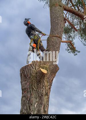 Tree climbers felling and disposing of a large pine tree in a residential area, Tutzing, Bavaria, Germany, Europe Stock Photo