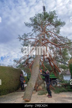 Tree climbers felling and disposing of a large pine tree in a residential area, Tutzing, Bavaria, Germany, Europe Stock Photo