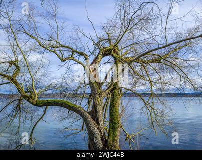 Tree without leaves, branch split during storms in winter Stock Photo