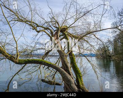 Tree without leaves, branch split during storms in winter Stock Photo