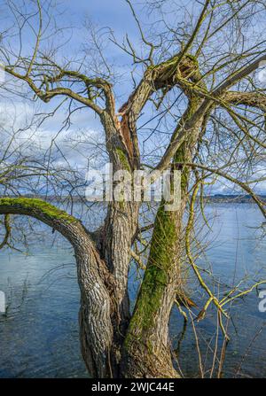 Tree without leaves, branch split during storms in winter Stock Photo