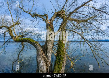 Tree without leaves, branch split during storms in winter Stock Photo