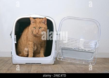 Cute ginger cat sitting in a open pet carrier and looking away. Stock Photo
