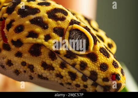 Detailed portrait of leopard gecko (eublepharis macularius). on nature background.Leopard gecko lizard, close up macro. Stock Photo