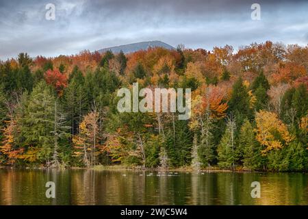 Flock of ducks swimming, Kent Pond, Killington, Vermont Stock Photo