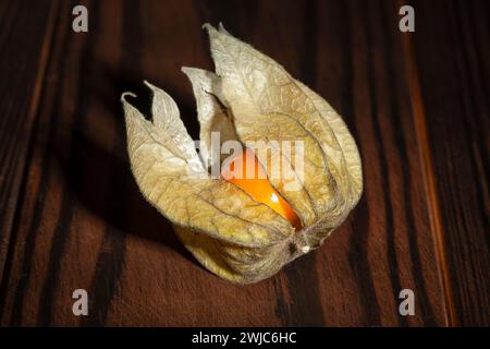 one physalis on wood background Stock Photo