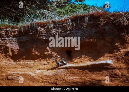 Sandstone cliffs along the shore of Cap aux Meules in the Magdalen Islands, Isles du Madeleine in the Gulf of St Lawrence, Quebec, Canada Stock Photo