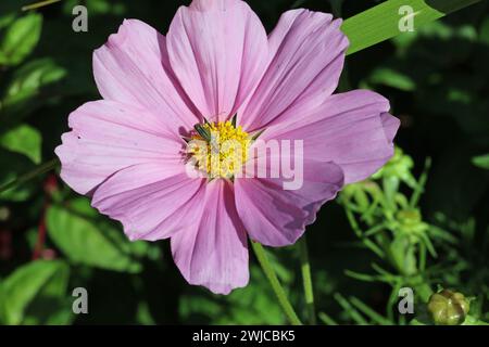 Pink cosmos, Cosmos bipinnatus of unknown variety, flower in close up with a female thick legged beetle, Oedemera nobilis, and a background of blurred Stock Photo