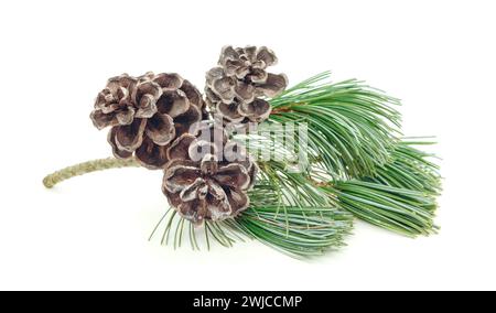 Cone with fir twig isolated on white. Object for winter design.  Pine cone with  spruce branch . Coniferous winter plant. Christmas Stock Photo