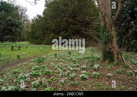 Wraysbury, UK. 14th February, 2024. Snowdrops are carpeting the National Trust fields around the famous Ankerwycke Yew tree (pictured) in Wraysbury, Berkshire. The tree is an ancient yew tree close to the ruins of St Mary's Priory, the site of a Benedictine nunnery built in the 12th century. 'It is a male tree with a girth of 8 metres (26 ft) at 0.3 metres. The tree is at least 1,400 years old, and could be as old as 2,500 years'. An archaeological dig at St Mary's Priory was featured on the BBC Digging for Britain last month. Credit: Maureen McLean Stock Photo