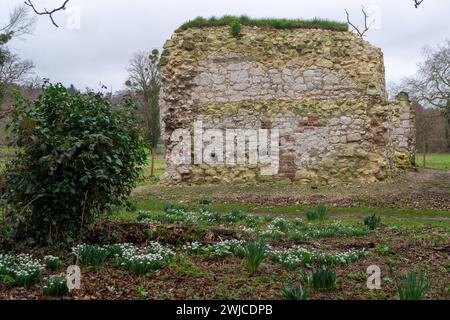 Wraysbury, UK. 14th February, 2024. Snowdrops are carpeting the National Trust fields around the famous Ankerwycke Yew tree in Wraysbury, Berkshire. The tree is an ancient yew tree close to the ruins of St Mary's Priory (pictured), the site of a Benedictine nunnery built in the 12th century. 'It is a male tree with a girth of 8 metres (26 ft) at 0.3 metres. The tree is at least 1,400 years old, and could be as old as 2,500 years'. An archaeological dig at St Mary's Priory was featured on the BBC Digging for Britain last month. Credit: Maureen McLean/Alamy Stock Photo