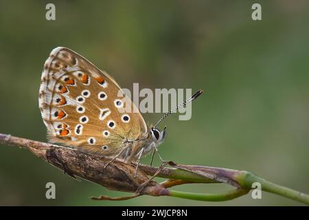 Blue butterfly (Polyommatus icarus), sitting on a dry blade of grass, close-up, Rhineland-Palatinate, Germany Stock Photo