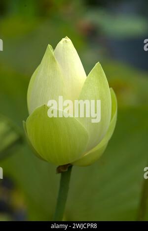 Lotus (Nelumbo), Botanical Garden, Erlangen, Middle Franconia, Bavaria, Germany Stock Photo