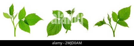 green leaves, raspberries ,close-up, natural vitamins for the body. Herbal immune tea. Green raspberry leaves are used to treat colds and flu. Alterna Stock Photo