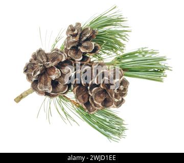 Spruce branch with fir cones. Christmas design element. For invitations, greeting cards, prints, packaging and more. Isolated. Winter. Holidays. Stock Photo