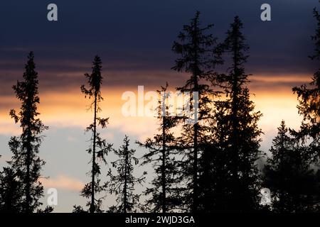 Tree silhouettes and clouds at dusk. Shot in Sweden, Scandinavia. Stock Photo