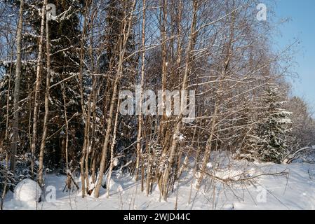 Landscape. Winter forest on a frosty sunny day. The trees are covered with a thick layer of snow. Stock Photo