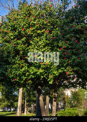 Camellias. Large bush with red flowers.Botany. Park in the city. Green leaves. Winter in Batumi Stock Photo