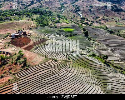 Heart Rice Paddy Vibrant green rice paddy fields stretching out towards misty mountain ...