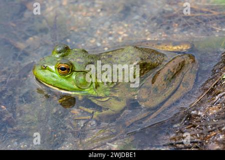 IMAGE- 7208005 Male American Bullfrog (Lithobates catesbeianus) resting along shore of East Plum Creek, Douglas County, Castle Rock Colorado USA. Phot Stock Photo