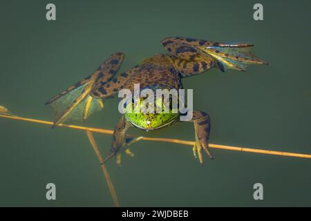 IMAGE- 7208732  American Bullfrog (Lithobates catesbeianus), floating in still water of East Plum Creek showing webbed feet, Douglas county, Castle Ro Stock Photo