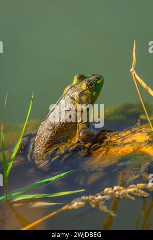 IMAGE- 7208652 Male American Bullfrog (Lithobates catesbeianus), on aquatic plants along East Plum Creek, Douglas county, Castle Rock Colorado USA. Stock Photo