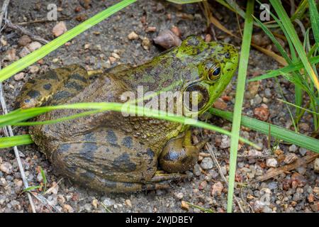 IMAGE- 7208780  Male American Bullfrog (Lithobates catesbeianus), in grassy shoreline of East Plum Creek, Douglas county, Castle Rock Colorado USA. Stock Photo